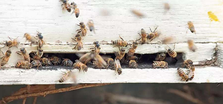 Residential Termite Fumigation in Springfield