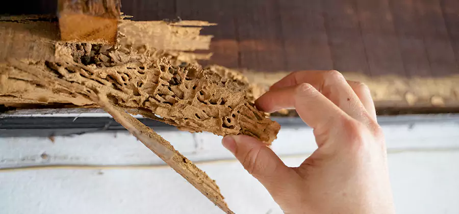Pre-Purchase Termite Inspection in Springfield