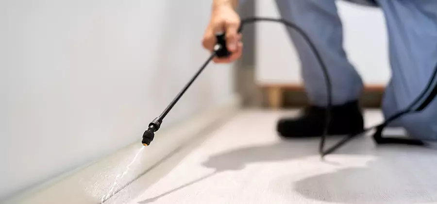 Direct Termite Injection Treatment in Springfield