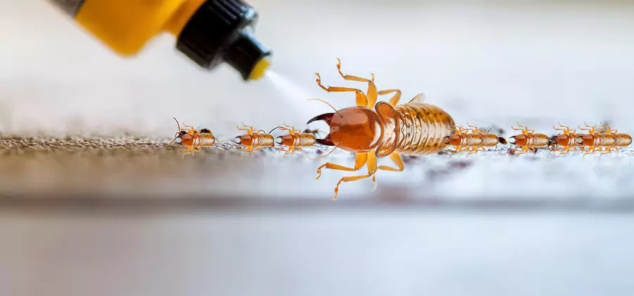 Foundation Termite Spraying Control in Springfield