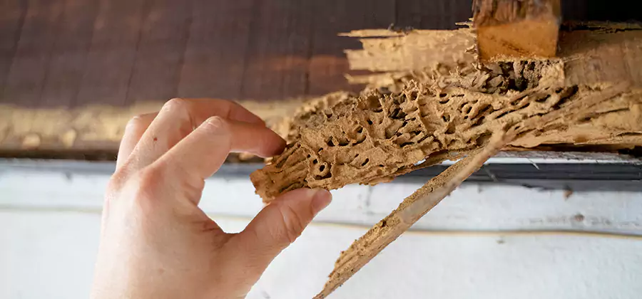 Pre-Construction Termite Treatment in Springfield