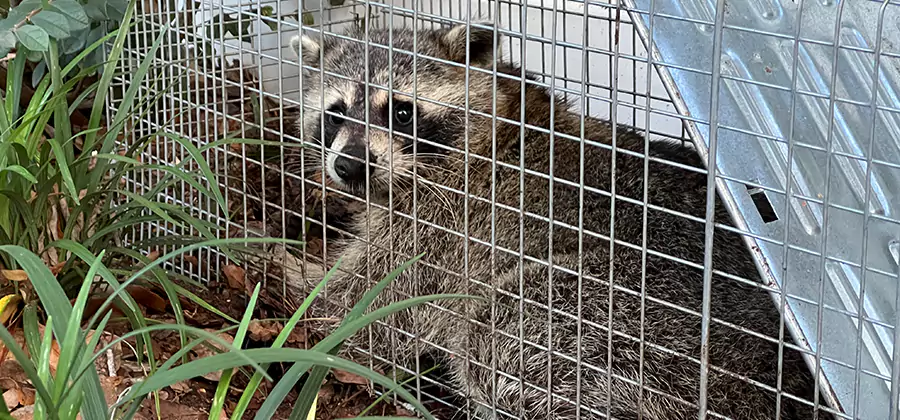 Wildlife Relocation Services in Springfield