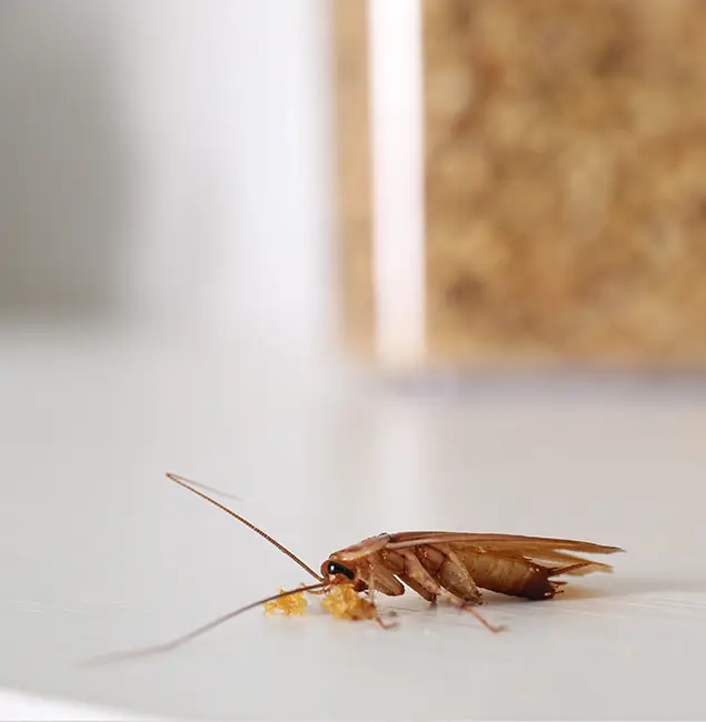 Why Springfield MA Pest Control Pros Stands Out in Springfield, OR?
