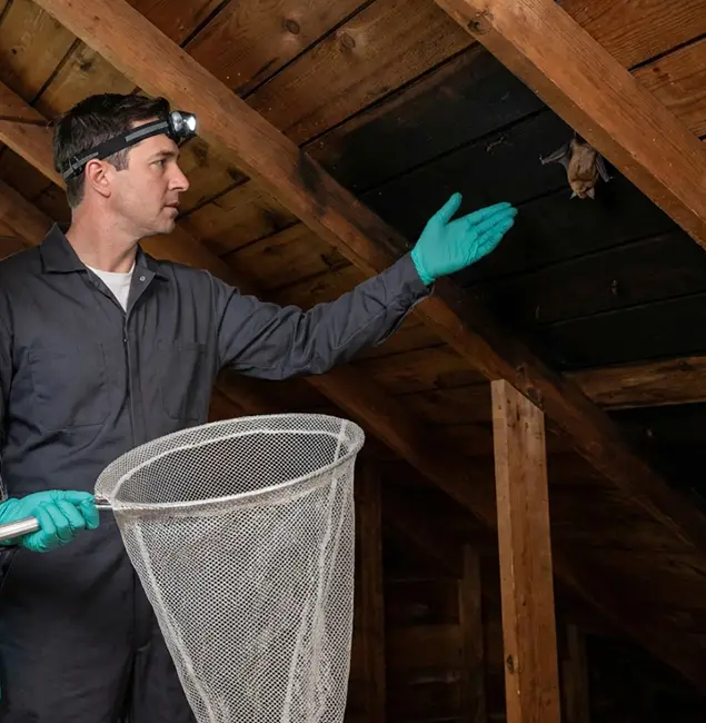 Why Springfield MA Pest Control Pros Is the Right Choice in Springfield, OR?