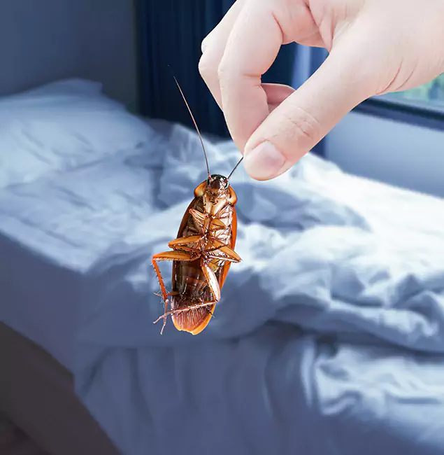 Why Choose Springfield MA Pest Control Pros for Bed Bug Extermination in Springfield, OR?