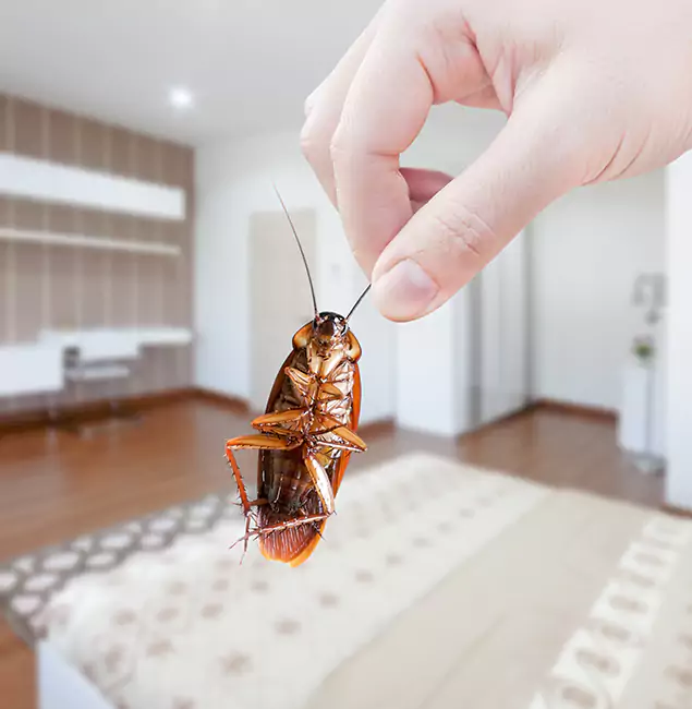 Why Springfield MA Pest Control Pros Stand Out for Bed Bug Fumigation in Springfield, OR?