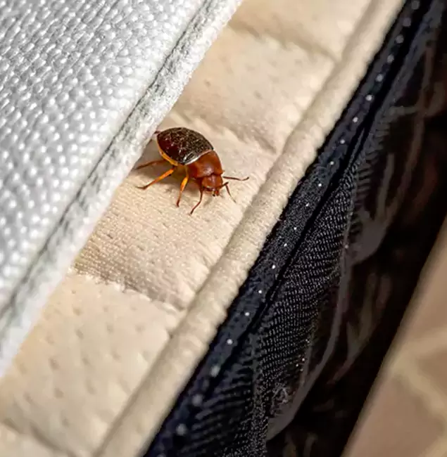 Why Choose Springfield MA Pest Control Pros for Bed Bug Treatment at Home in Springfield, OR?