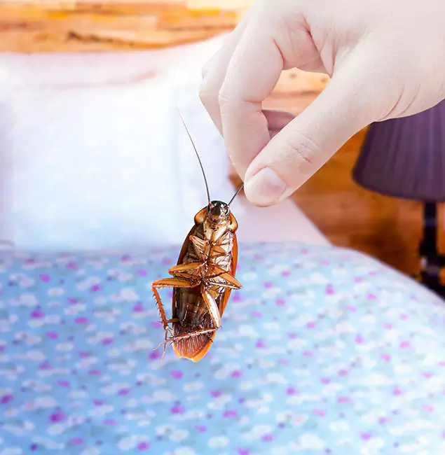 Why Choose Springfield MA Pest Control Pros for Bed Bug Treatment in Springfield, OR?