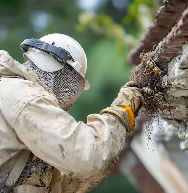 Why Springfield Property Owners Choose Springfield MA Pest Control Pros for Bee Exterminator?
