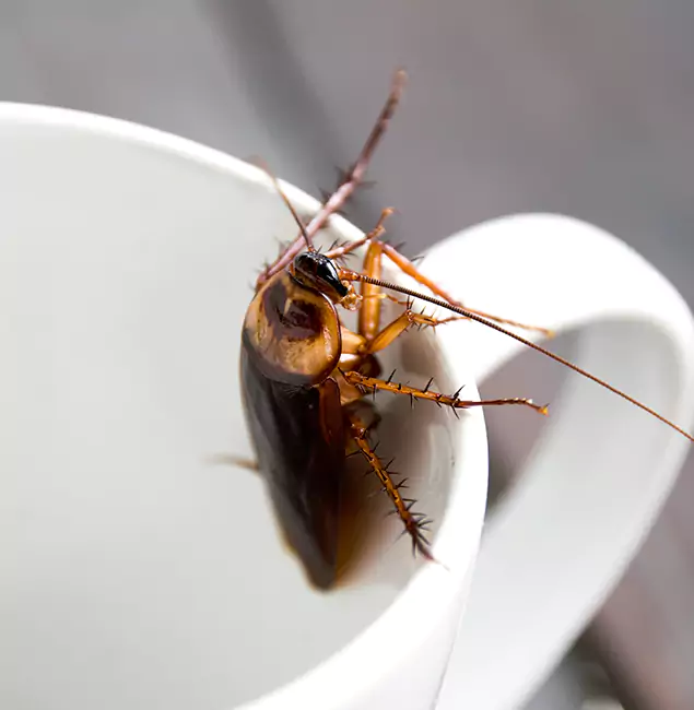 Why Springfield, OR Residents Trust Springfield MA Pest Control Pros for Cockroach Fumigation?