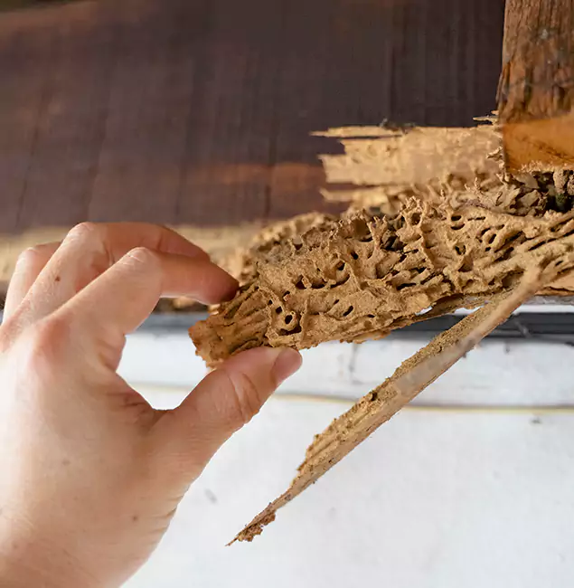 Why Choose Springfield MA Pest Control Pros in Springfield, OR?