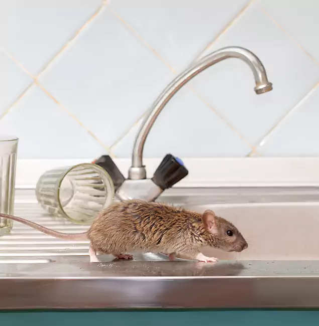 Why Springfield, OR Trusts Springfield MA Pest Control Pros for Humane Rodent Control?