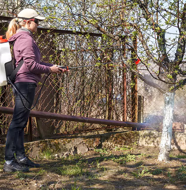 Why Springfield Homeowners Choose Springfield MA Pest Control Pros for Mosquito Abatement?