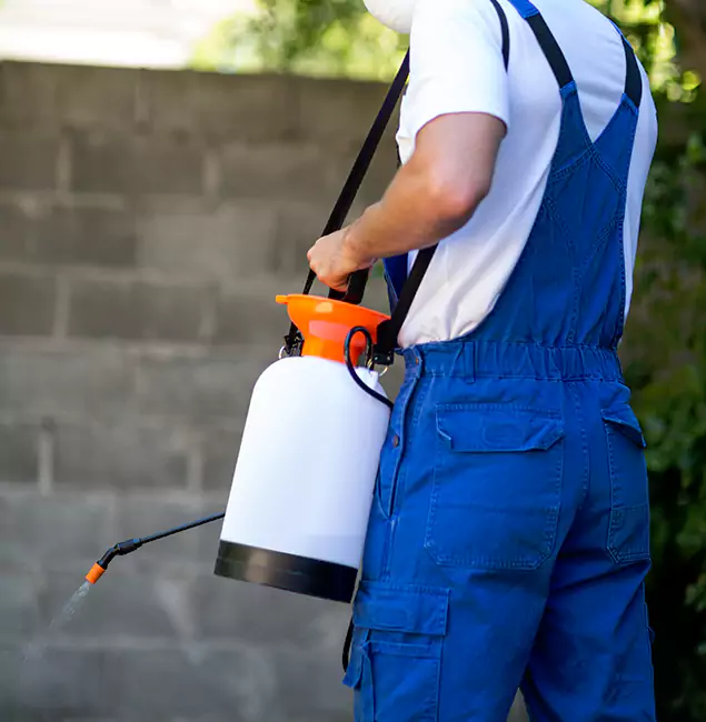 Why Springfield Homeowners Rely on Springfield MA Pest Control Pros for Mosquito Control?