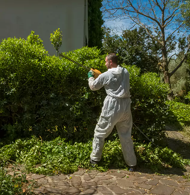 Why Springfield MA Pest Control Pros Leads Mosquito Control in Springfield, OR?