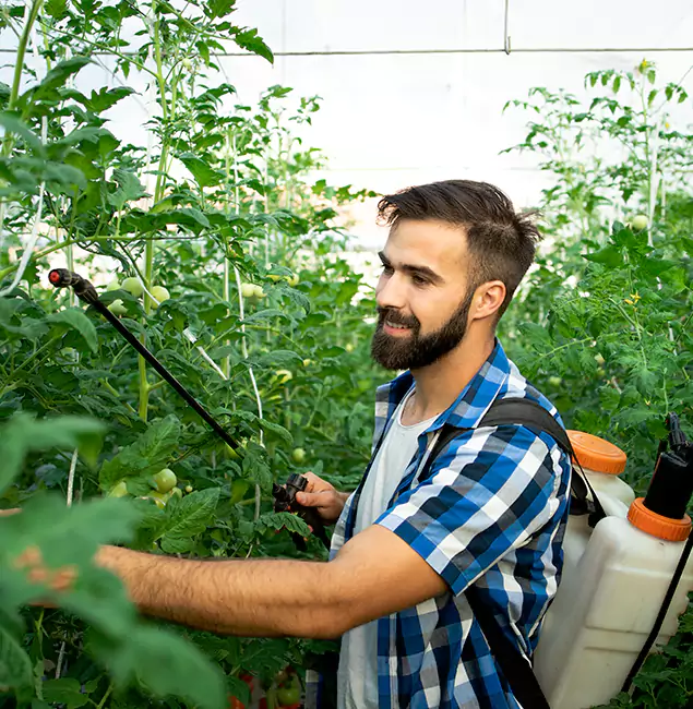 Why Springfield Homeowners Choose Springfield MA Pest Control Pros for Mosquito Spraying?