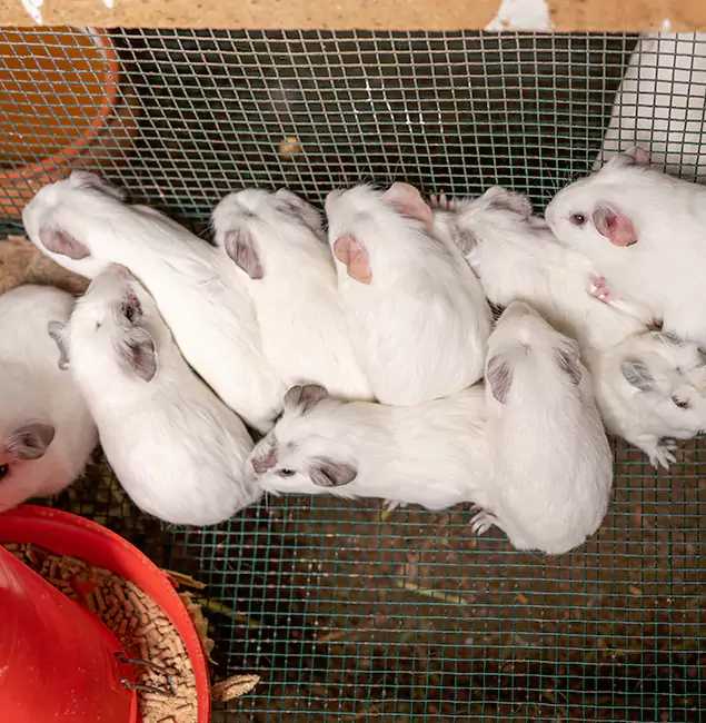 Why Choose Springfield MA Pest Control Pros for Rat Infestation in Springfield, OR?