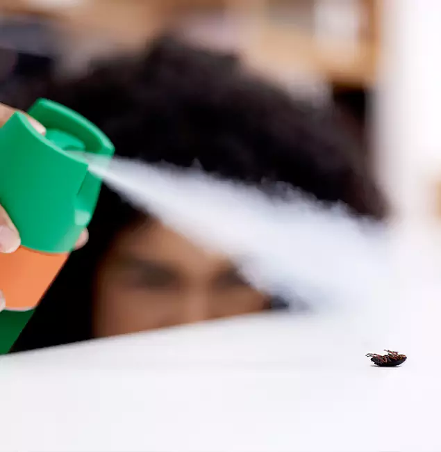 Why Springfield, OR Homeowners Choose Springfield MA Pest Control Pros for Roach Pest Control?