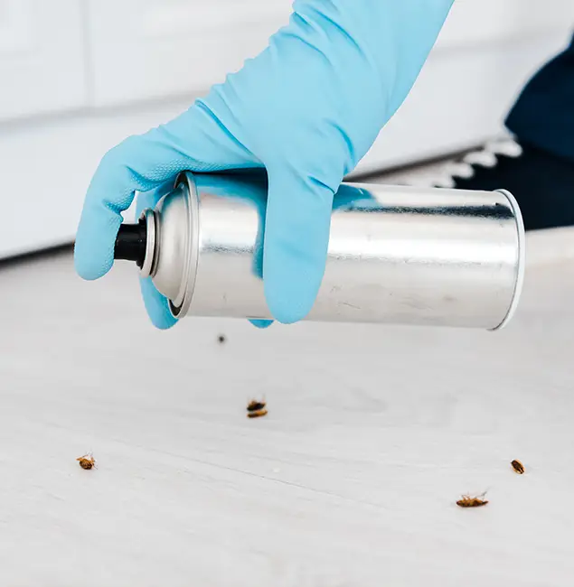 Why Choose Springfield MA Pest Control Pros for Safe Bed Bug Treatment in Springfield, OR?