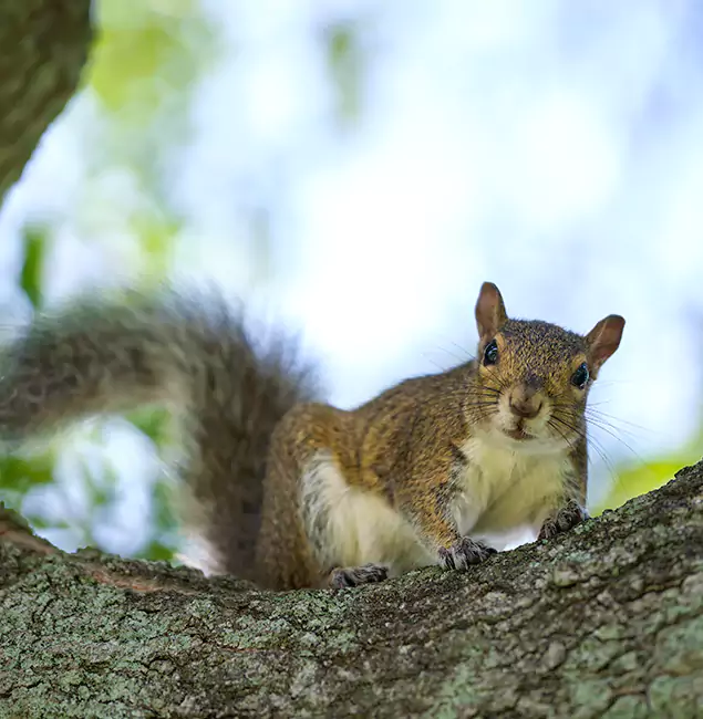 Why Springfield, OR Relies on Springfield MA Pest Control Pros for Squirrel Pest Control?