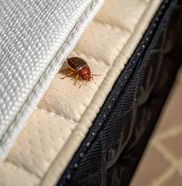 Why Springfield Homeowners Trust Springfield MA Pest Control Pros for Tick Treatment?