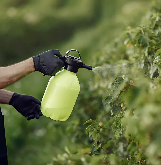 Why Springfield Homeowners Choose Springfield MA Pest Control Pros for Yard Tick Treatment?