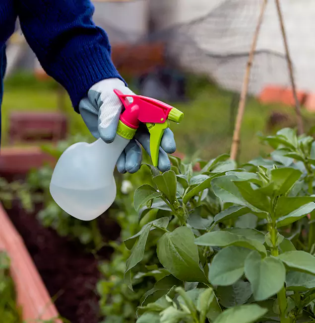 Why Springfield Relies on Springfield MA Pest Control Pros for Wasp Control Services?