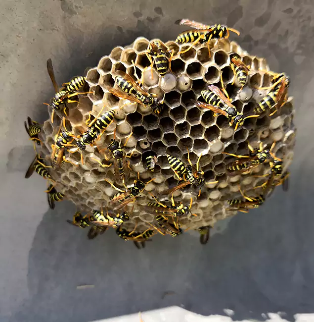 Why Springfield Chooses Springfield MA Pest Control Pros for Wasp Control Services?