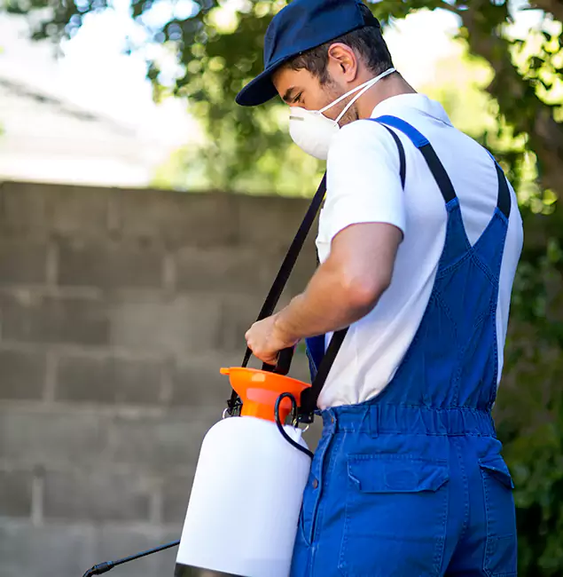 Why Springfield MA Pest Control Pros Is the Right Choice for Yellow Jacket Removal in Springfield, OR?