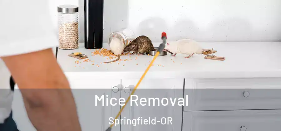 Mice Removal Springfield-OR