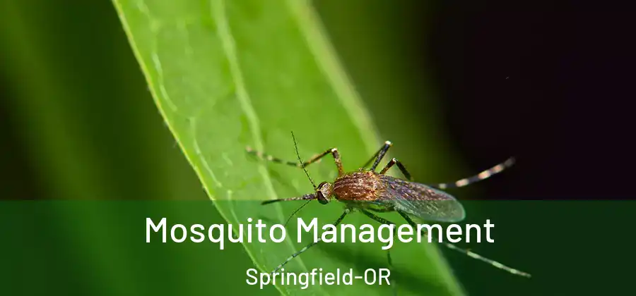 Mosquito Management Springfield-OR