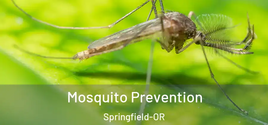 Mosquito Prevention Springfield-OR