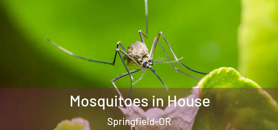 Mosquitoes in House Springfield-OR
