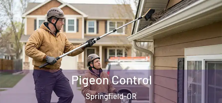 Pigeon Control Springfield-OR