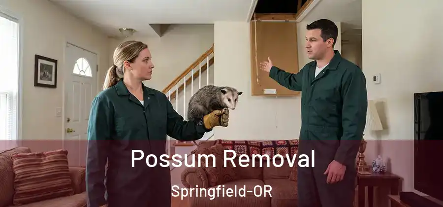 Possum Removal Springfield-OR