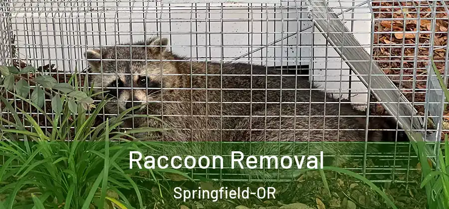 Raccoon Removal Springfield-OR