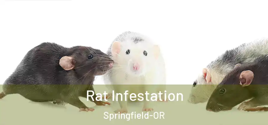 Rat Infestation Springfield-OR