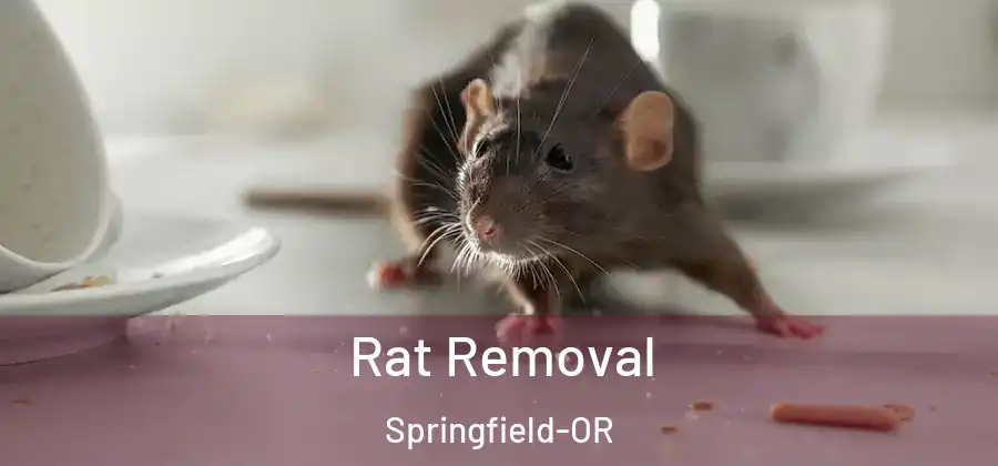 Rat Removal Springfield-OR
