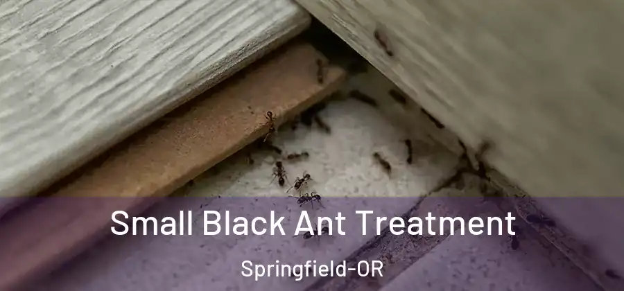 Small Black Ant Treatment Springfield-OR