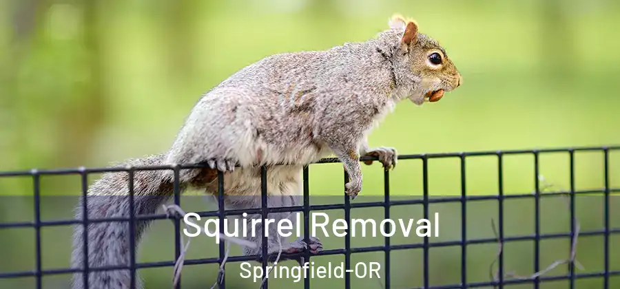 Squirrel Removal Springfield-OR