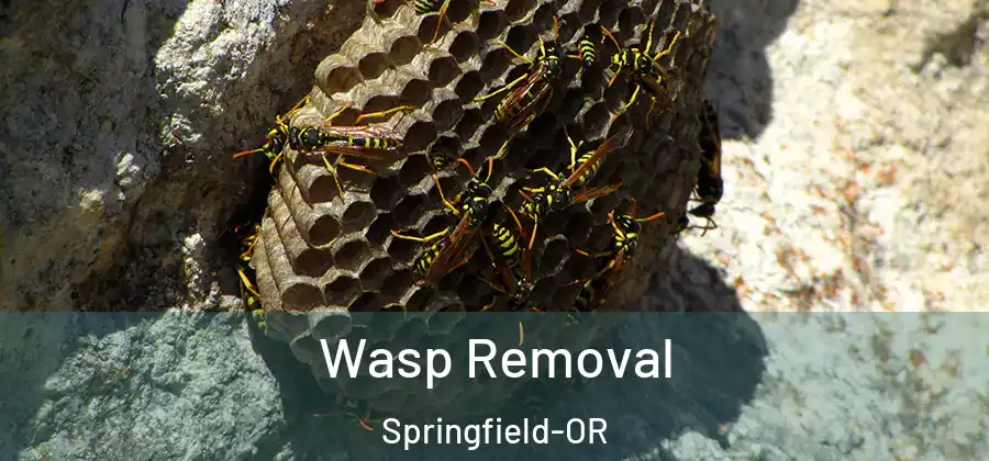 Wasp Removal Springfield-OR