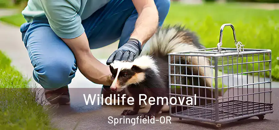 Wildlife Removal Springfield-OR